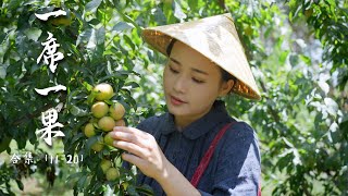 Fruit Compilation 2  Pomelo avocado lemon coconut apple sweet and sour flavors from Yunnan [upl. by Quintin567]