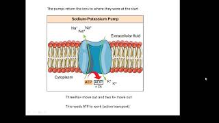 BTEC Applied Science Unit 1 Biology Nerve Impulses [upl. by Sanger]