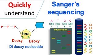 Sanger sequencing [upl. by Sperling]