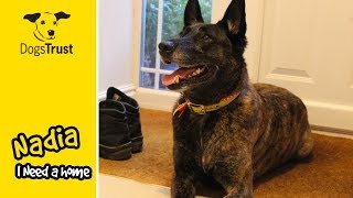 Nadia is a Sweet Belgian Shepherd Dog Looking for a Family  Dogs Trust Evesham [upl. by Odnesor277]