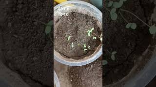 HOW TO GROW ALYSSUM FROM SEED gardening flower garden plant alyssum winterflower farming [upl. by Rexana]