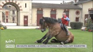 ANIMAUX  En HauteMarne le haras national cultive lart équestre [upl. by Crosley]