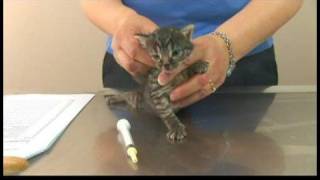 Kitten Care  DeWorming Kittens [upl. by Oihsoy]