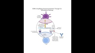 CD80 Amplifying Immune Activation Through CoStimulatory Pathways [upl. by Alyahc]