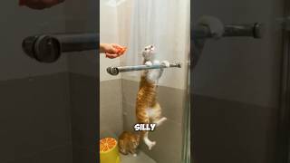 quotKooky Kittys Epic FAILquot😱 😱 [upl. by Sergias294]