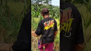 Petani Jagung Lagi Masarin Produk Mas Iyun BAJU SOBAT NGARIT shots masiyun masiyunlivetiktok [upl. by Poucher]