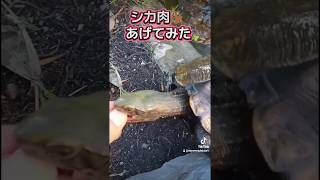 日本イシガメの魅力 イシガメ インドホシガメ カメ飼育 ジビエ シカ肉 [upl. by Nosnibor99]