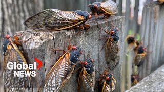 “This is a big event” Billions of cicadas to emerge this spring amid rare double brood [upl. by Rimhsak]