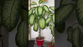 Dieffenbachia Poisonous Plant डैफिनबैकिया [upl. by Walcott]