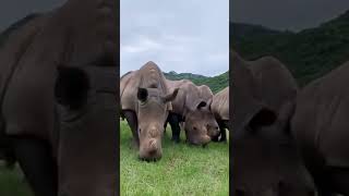 Rhino funny animalsanimals shortvideo foryou viralvideo [upl. by Acinorej]