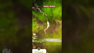 fishing fish animals love trendingshorts [upl. by Treb984]