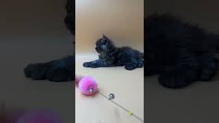 Dantes Black Smoke Polydactyl Maine Coon Male Kitten Available Now  Purebred Kitties [upl. by Hew]