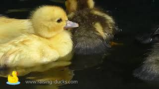 17 INSANELY Cute Ducklings Following Mom Compilation [upl. by Sterner]