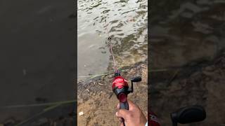 ONE HAND Fish catch w Zebco Dock Demon fishing fish angler bluegill [upl. by Hillel685]