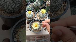 Cross Pollination Astrophytum Asterius Superkabuto 🤞🤞 [upl. by Atima522]