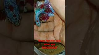 Rosetail betta fish for sale rosetailbetta [upl. by Ailem]