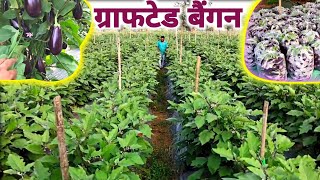 grafted brinjal farming  बैंगन की खेती  ग्राफटेड बैंगन की खेती [upl. by Cerellia]