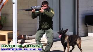 K9 Police Dog Training  Police Tactics [upl. by Agnizn]