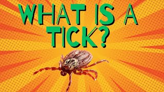 The Horrifying Reality of Ticks [upl. by Remas]