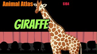 Animal Atlas S1E5 Giraffe [upl. by Llemar]