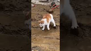 The Funniest Animal Phobias You Never Knew Existed🐾😆cat animals baby catlover funny dogvideos [upl. by Noeruat]