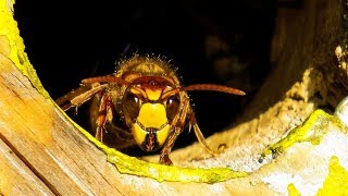 Hornet building a nest in the attic scary [upl. by Ewald]