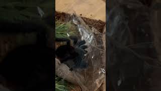 Ep6avicularia avicularia juvenile feeding [upl. by Coulson555]