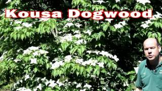 Kousa Dogwood  Cornus kousa  Small Flowering Tree White Flowers [upl. by Aizahs]