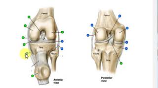 Knee joint quiz [upl. by Ahsirk]