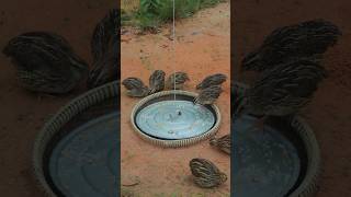 Creative Bird Trap  Most Effective DIY Unique Underground Quail Trap Video youtubeshorts shorts [upl. by Glassman836]