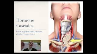 Hypothalamus and Pituitary Gland [upl. by Merc]