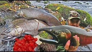 COHO CANDY 2 Days Fishing The Cowlitz River Blue Creek to Barrier Dam in Search of Hens amp Eggs [upl. by Rhodie]