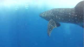 Gorgeous Whale Shark in Placencia Belize with Snorkelers [upl. by Ecirtaemed]