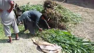 Method of preparation of Silage [upl. by Ayik]