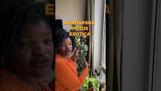 Scindapsus Exotica aka Satin Pothos plants [upl. by Yekcir]