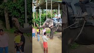 😍🐘❤️ Unique Experience with Elephant Ride in Kerala India ❤️ 1 [upl. by Holton]