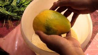 Tip 1 to Ripen Mangoes Faster at Home  EASY [upl. by Ruelle]