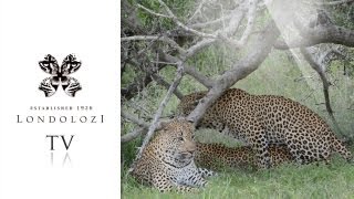 Two Male Leopards Mate with Female Leopard Londolozi TV [upl. by Leiad]