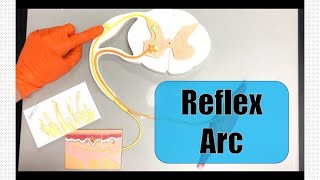 The Basic Parts of the Reflex Arc [upl. by Cohe]