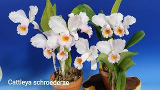 Cattleya schroederae 카틀레야 슈레데레 [upl. by Repsaj118]