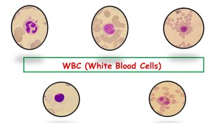 WBC White Blood Cells Morphology Counts Diseases Neutrophilia Eosinophilia Monocytosis [upl. by Kachine508]