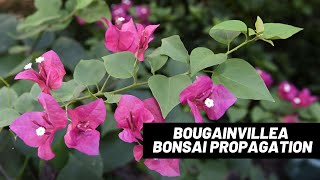 How to propagate Bougainvilleas from cuttings  The Bonsai Supply [upl. by Ditzel]