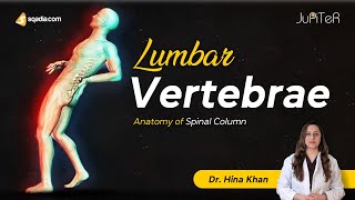 Lumbar Vertebrae L1L5 Spine Bone Anatomy  Facet Joints  Columna Vertebralis [upl. by Dagny]