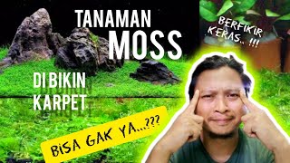 moss aquascape di bikin karpet apakah bisa aquaticplant aquascape moss [upl. by Mintz898]