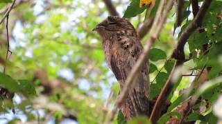 Common Potoo  Nictibio Urutaú  Grijze reuzennachtzwaluw  Nyctibius griseus  Amazon Brazil [upl. by Ericksen]