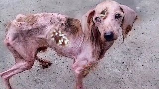 rescue poor dog severe sick [upl. by Arehahs]