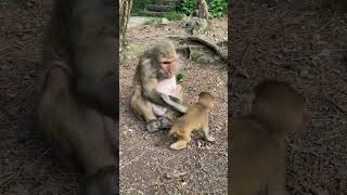 Touching Moment Little Monkey Finds Comfort in Food MonkeyMoments CuteMonkeys MonkeyFamily Wild [upl. by Godbeare]