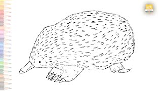 Echidna drawing  How to draw an Echidna step by step  Echidna animal drawing tutorials [upl. by Mila]