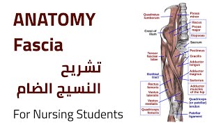 Fascia Anatomy  تشريح الأنسجة الضامة [upl. by Dihgirb]