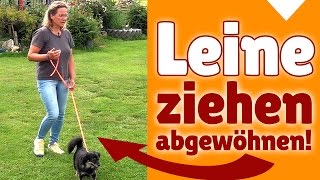 ►► Leine ziehen ✔ Kleinen Hunden das Leine Ziehen abgewöhnen ✔✔ [upl. by Arrac943]